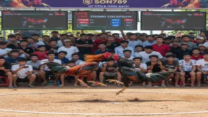 Hướng Dẫn Chơi Đá Gà Thomo Trực Tiếp Chi Tiết Cho Kê Thủ