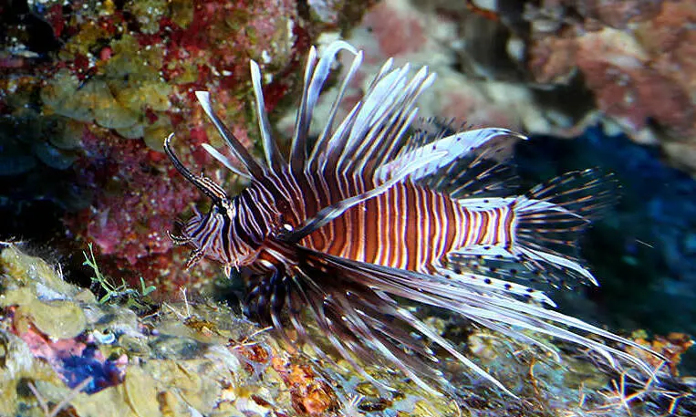 Nhà khoa học khuyên ăn thịt cá sư tử để ngăn chúng xâm lấn